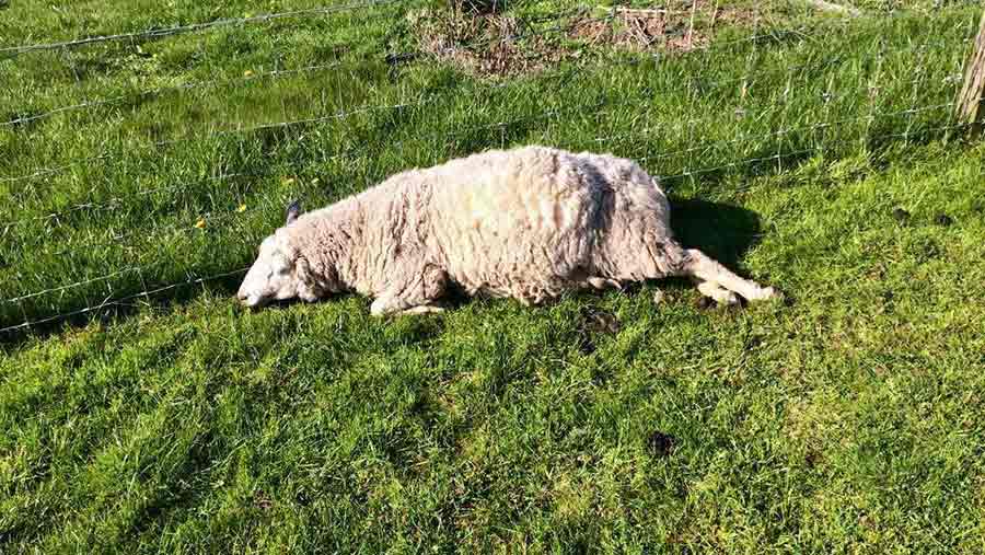 Causes of Pregnant Sheep Deaths by the Road-side and How to Control it