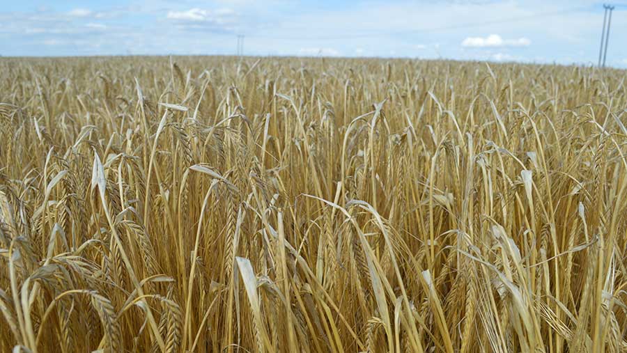 spring barley