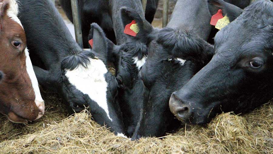 Dairy farmer works with organic grower to source energy-rich beet ...