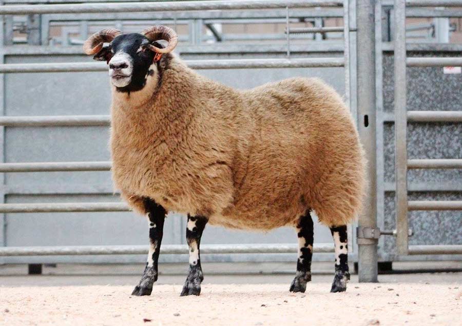 The second top price of 5,800gns