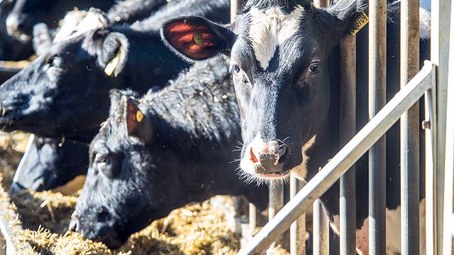 Heifers at New Farm, Cheshire