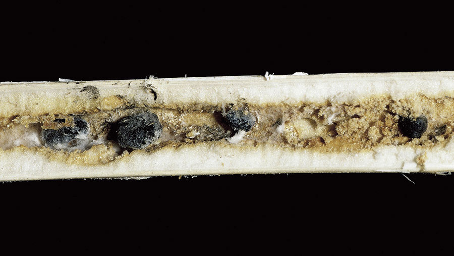 Sclerotinia infection in stem