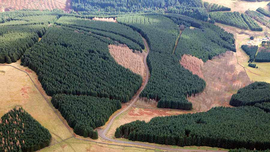 Venlaw Forest Peebles in Scots Borders part of Stellar Forestry Portfolio