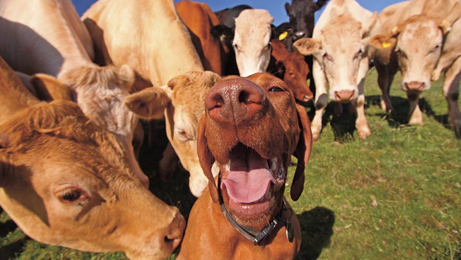 A dog and cows