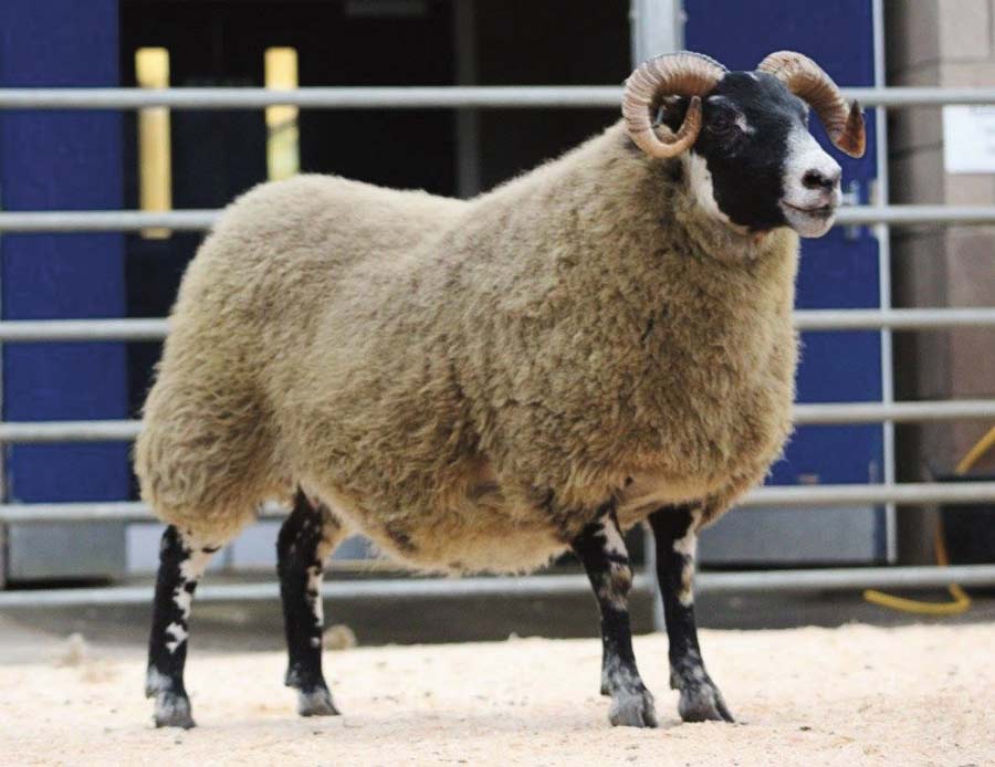 Sale leader at 7,200gns