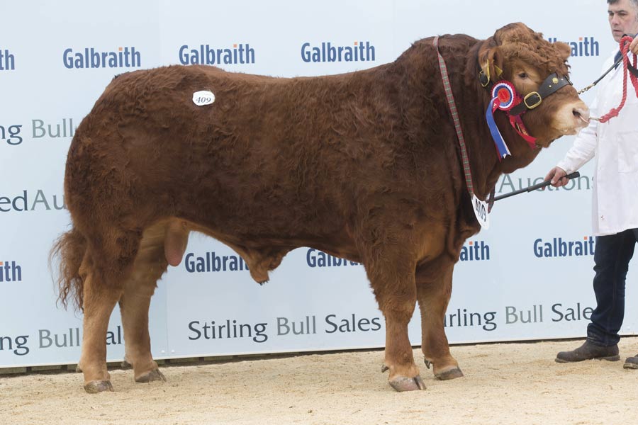 Dyke Macbeth from the MacGregors, Glasgow,led prices in the Limousin ring with a 13,000gns bid from R Dunlop and Son, Ayrshire. © Tim Scrivener
