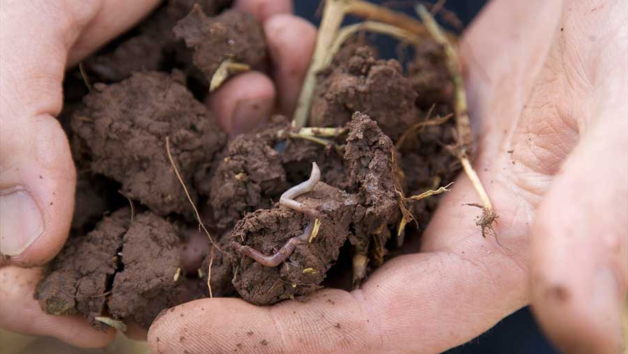 Farmer's hands holding soil with worms