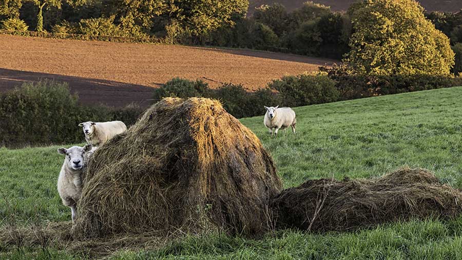 Welsh rural scene with sheep © FLPA / Allen Lloyd/REX/Shutterstock