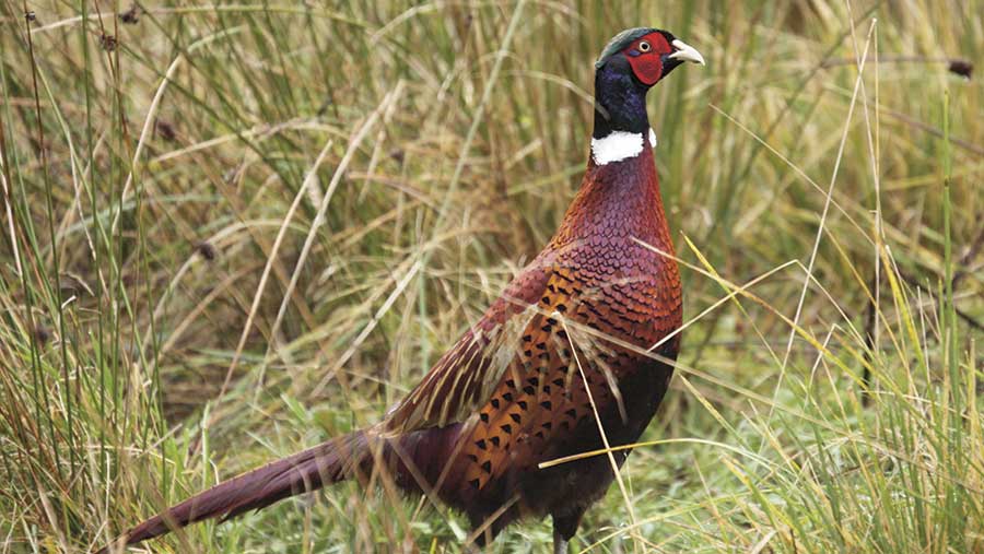 A pheasant stands in grass