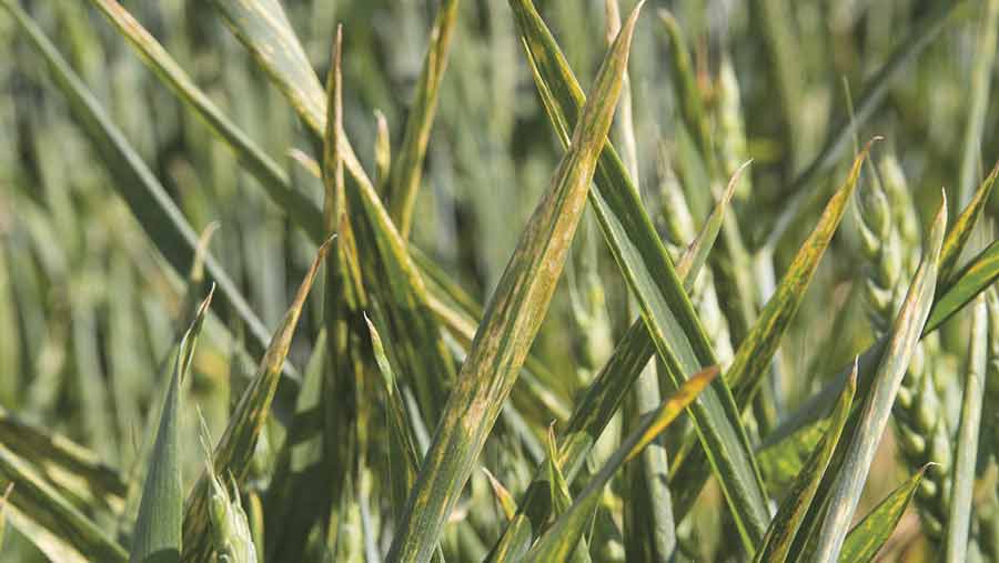 yellow rust in wheat