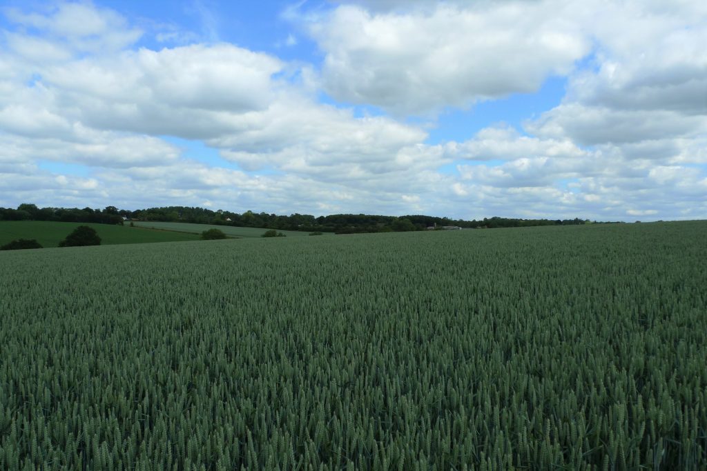 Land for Sale, Clopton Near Woodbridge Property