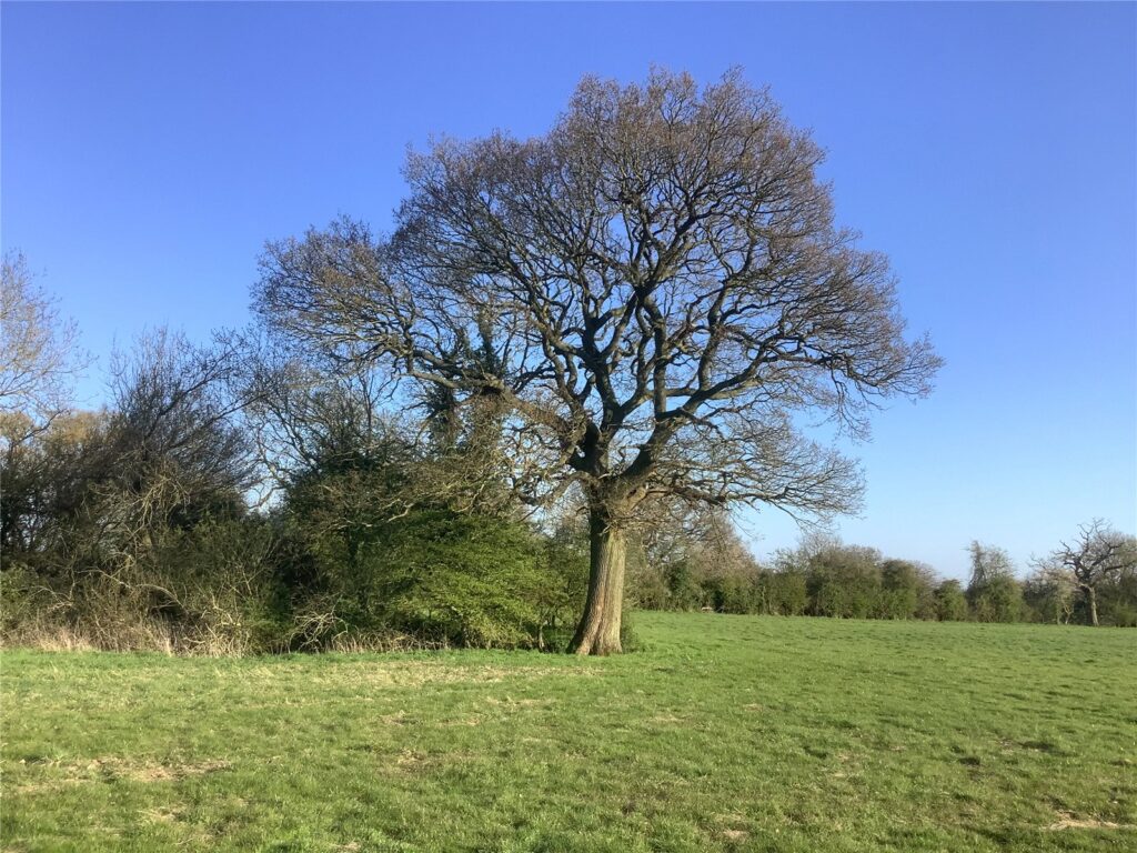 Land At Woodditton Road, Kirtling, Newmarket, Suffolk, CB8 9PG Property