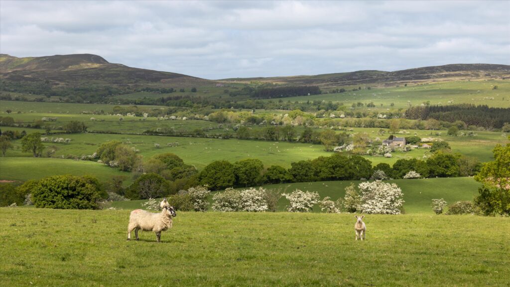 The Rothbury Estate, Northumberland, NE65 Property