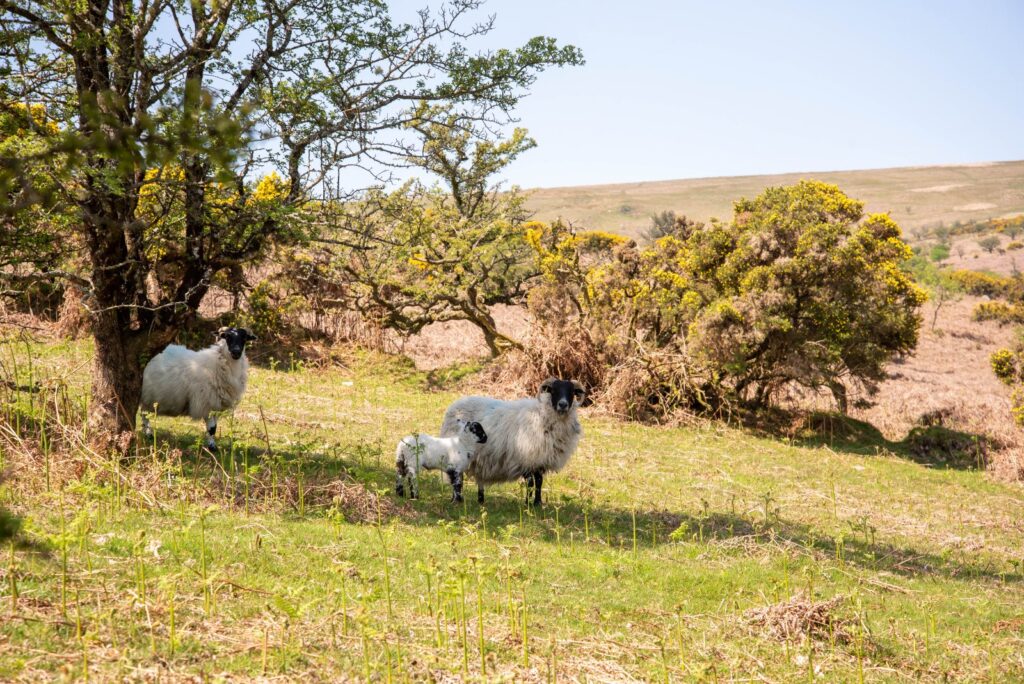 Buckfastleigh, Dartmoor National Park, Devon Property