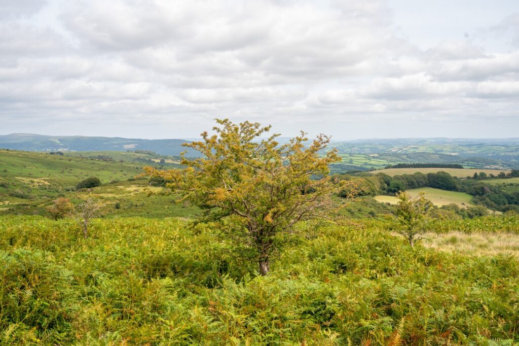 Buckfastleigh, Dartmoor National Park, Devon Property