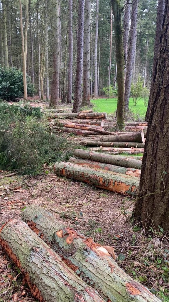 Wanted Standing Timber For our Sawmill Property