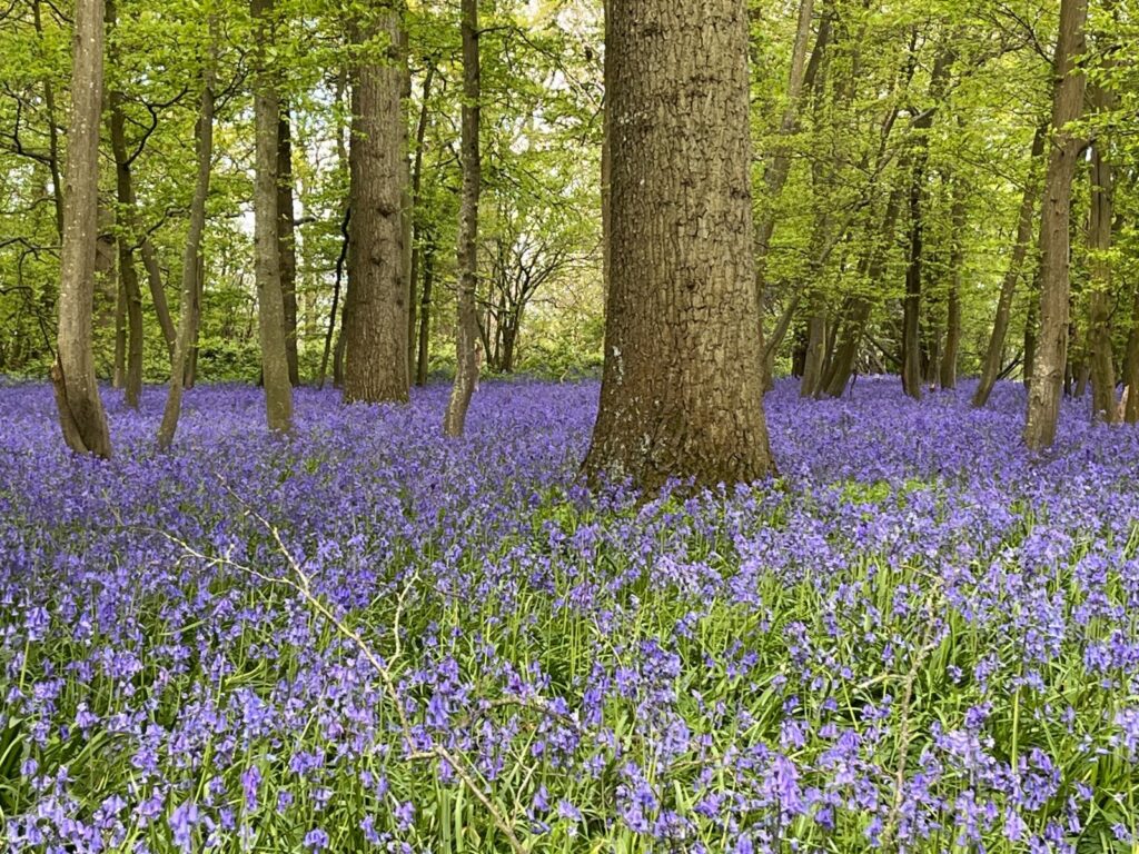 Smarden, Ashford, Kent Property