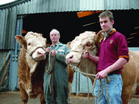 \Men with bulls 2