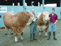 Men with bulls 3