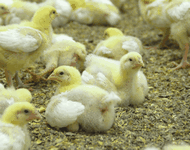 chicks