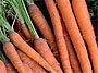 carrots