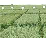wheat trial 90x75