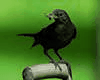 blackbird