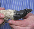 Fig-2 sheep lameness