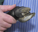 Fig - 3 sheep lameness