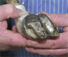 Fig - 4 sheep lameness