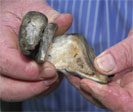 Fig 1- sheep lameness