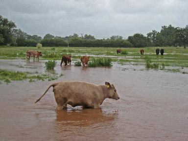 flooded field in notts