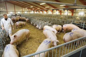 Danish pig farm