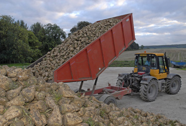 Sugar-beet-clamp