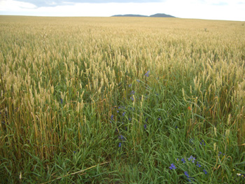 No wet summer for this Ukrainian wheat 