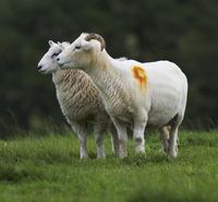 Two exmoor sheep