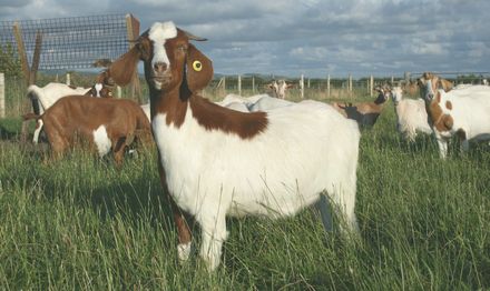 managing goats