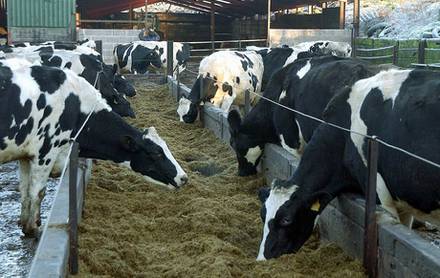 direct talk cows - short dry periods