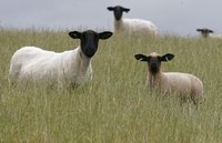 A few sheep in grass field