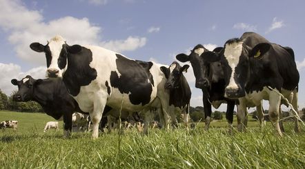 Dairy Herd