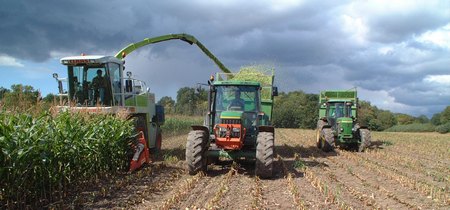 Maize Roughage Maize crops need Indian summer to maximise quality - Farmers Weekly