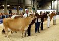 Dairy Event