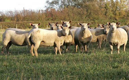 Sheep grazing in field