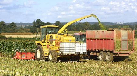 Maize harvesting