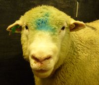 Sheep with swelling of the head and mouth