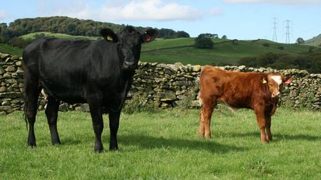 Calf stocking rates at Lackham College results in fewer health problems ...