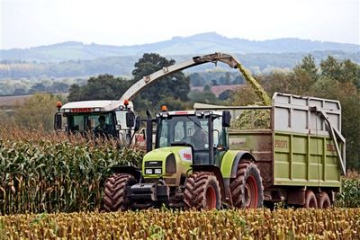 Maize harvesting UGC