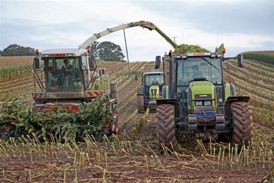 Maize harvesting 2 UGC