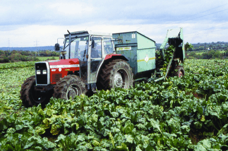 Harvesting fodder beet