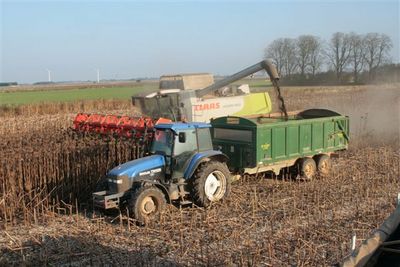 harvesting sunflowers 2